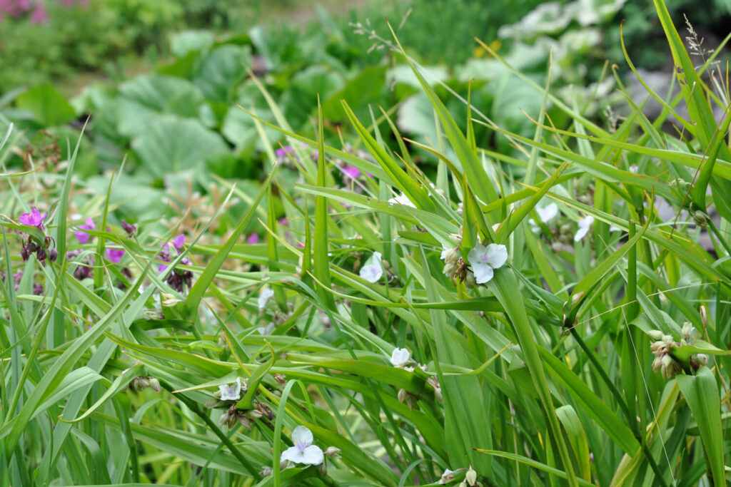 Dreimasterblume im Garten