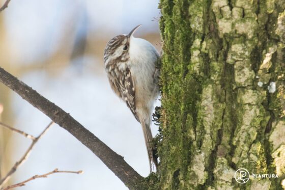 Gartenbaumläufer: Aussehen, Lebensraum & mehr im Steckbrief