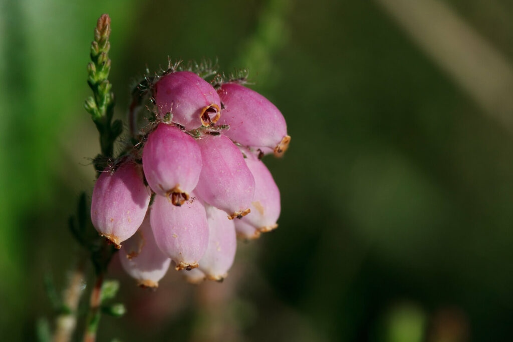 Blüten der Glockenheide