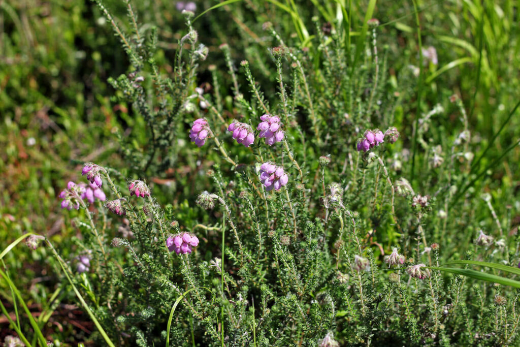Glockenheide mit Blättern und Blüten