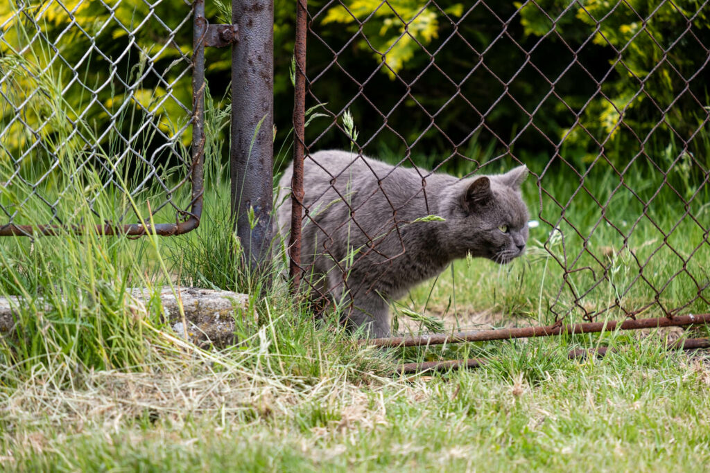 Katze im Garten
