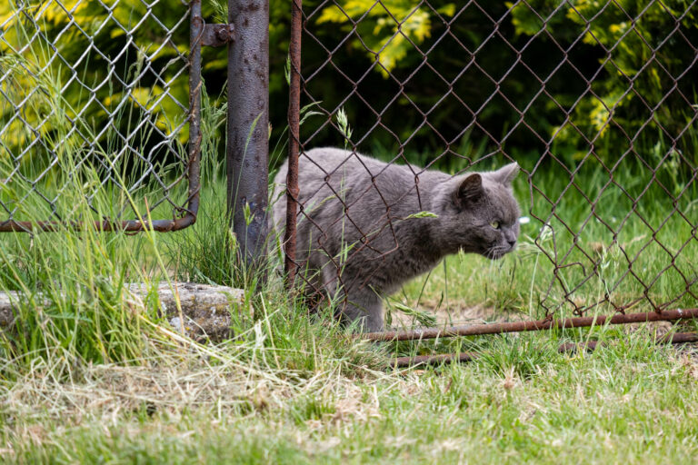 Welche Tiere graben Löcher im Garten? Plantura