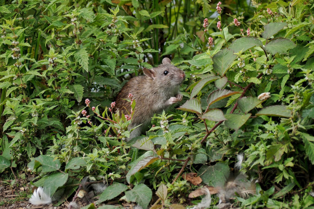 Ratte im Garte