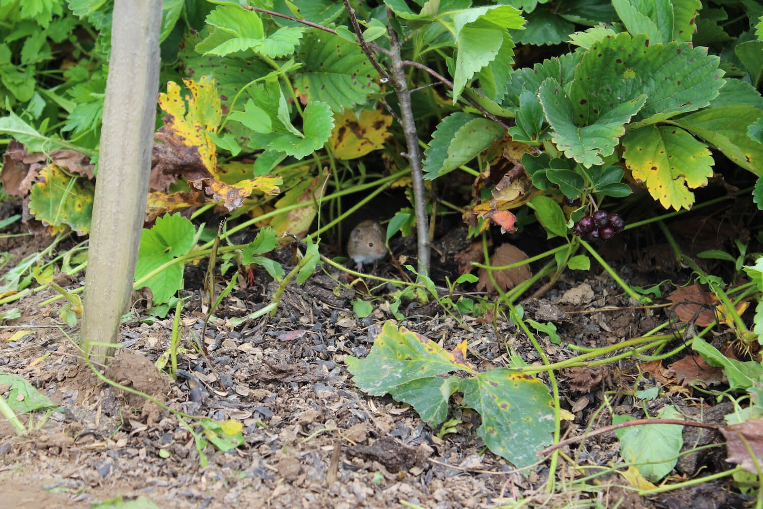 Welche Tiere graben Löcher im Garten? Plantura