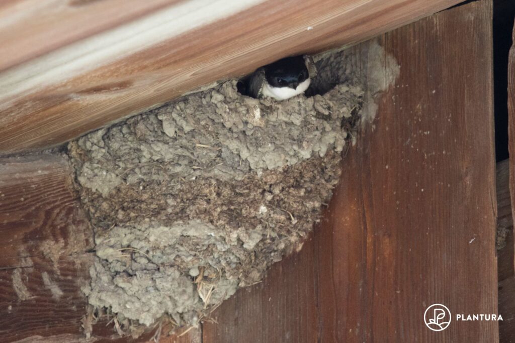 Nest der Mehlschwalbe