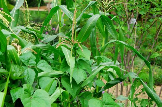 Milpa-Beet anlegen: Mischkultur aus Mais, Bohnen & Kürbis