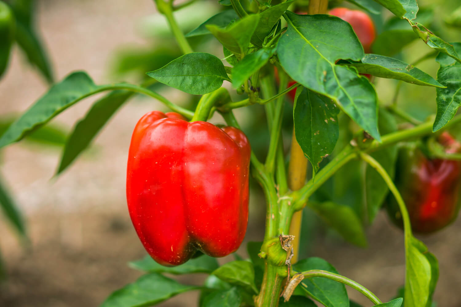 Paprika ausgeizen: Anleitung &amp; Erklärung - Plantura