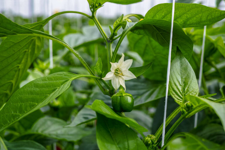 Paprika ausgeizen Anleitung & Erklärung Plantura