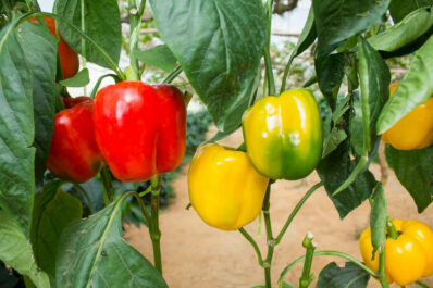 Paprika ausgeizen: Anleitung & Erklärung