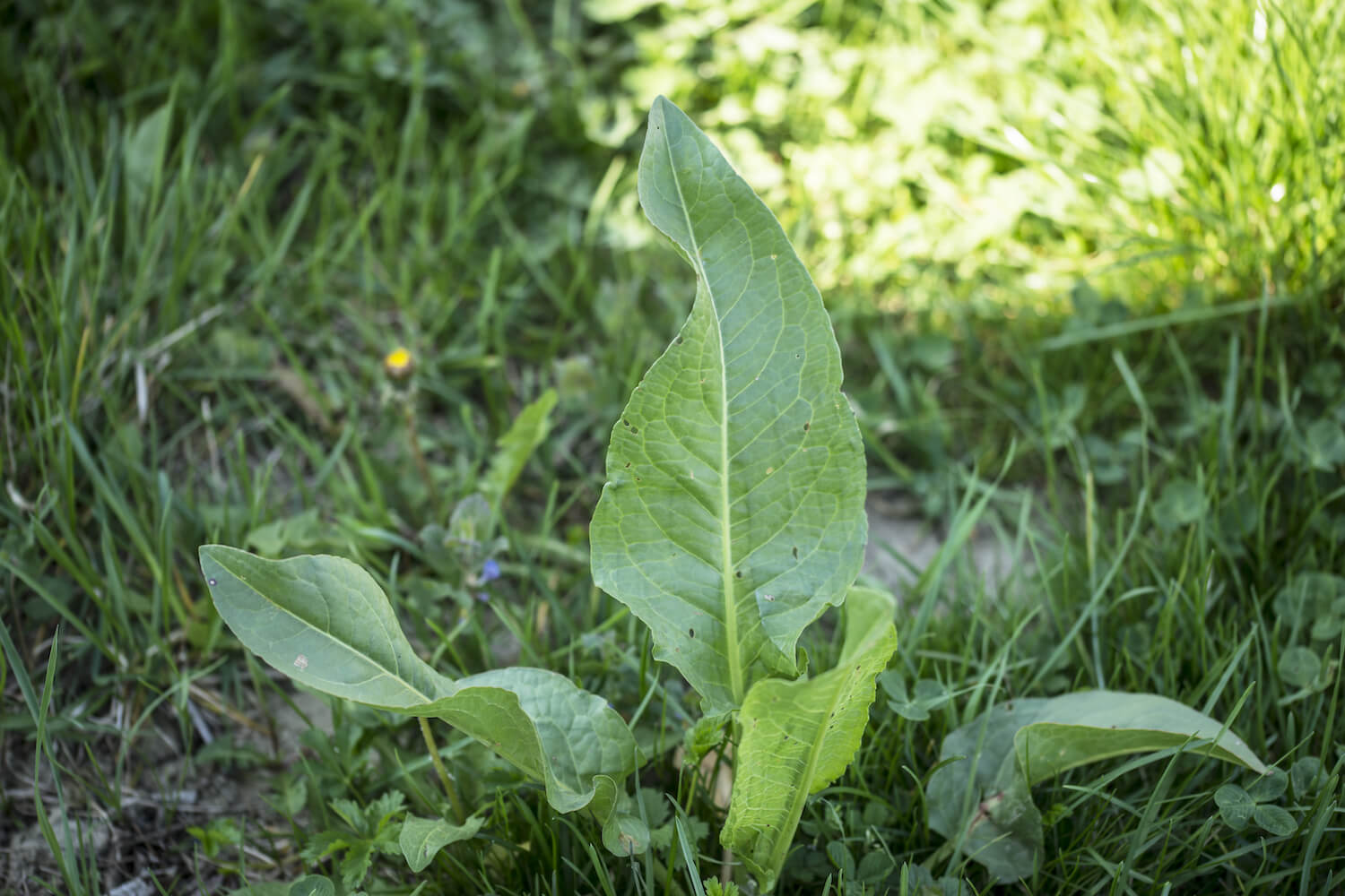 Sauerampfer anpflanzen, pflegen & vermehren Plantura