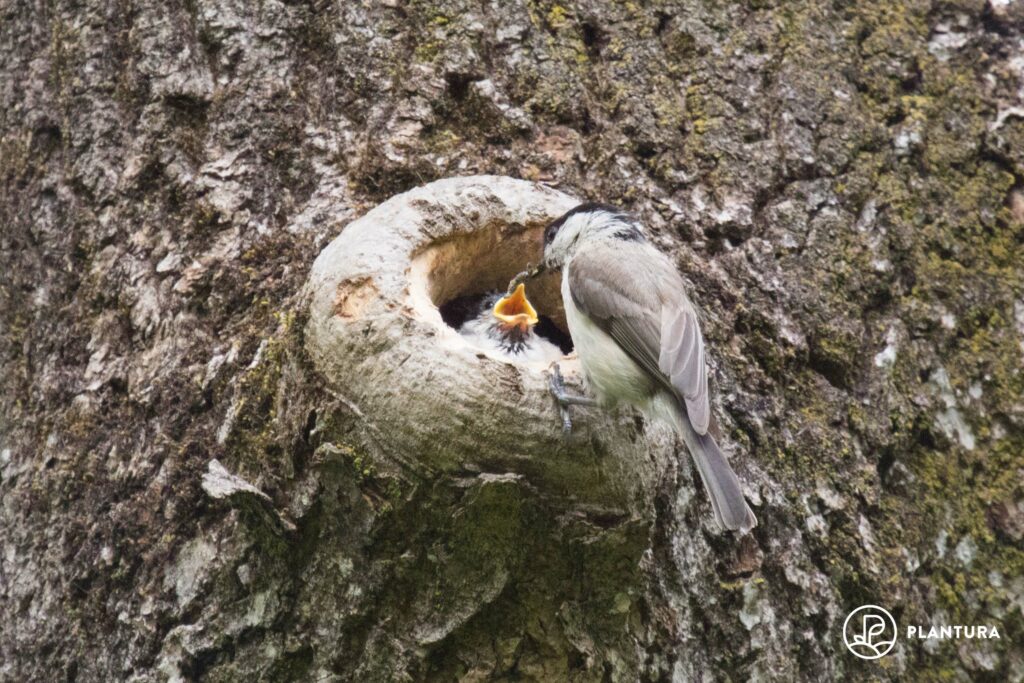 Sumpfmeisen-Jungvogel im Nest