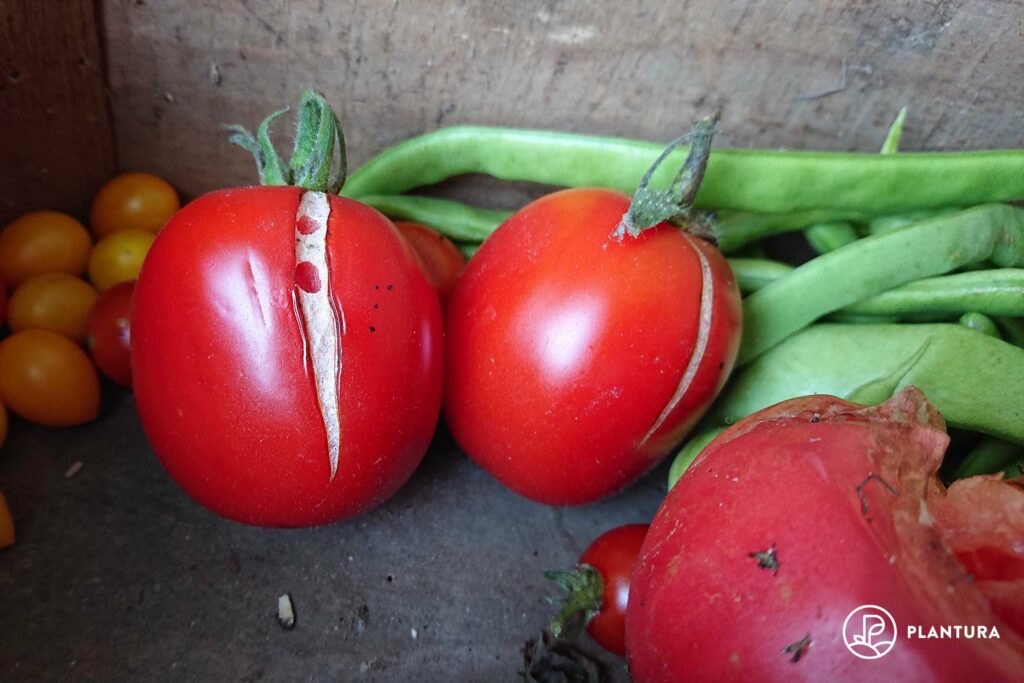aufgeplatzte Tomaten