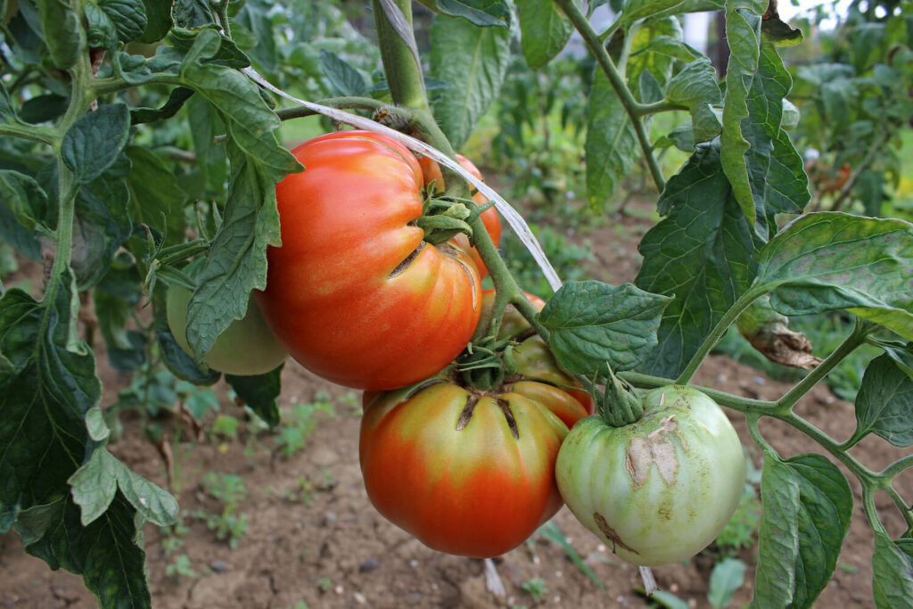 Grünkragen bei Tomaten