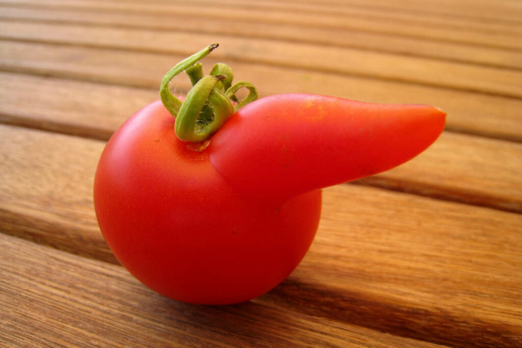 Missbildung an Tomate