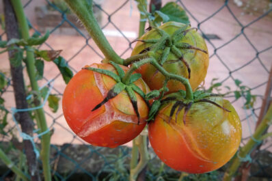Tomaten-Schäden: Platzen, Blattrollen & Grünkragen vermeiden
