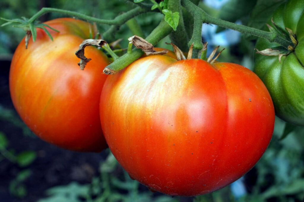 Helle Stellen an Tomaten