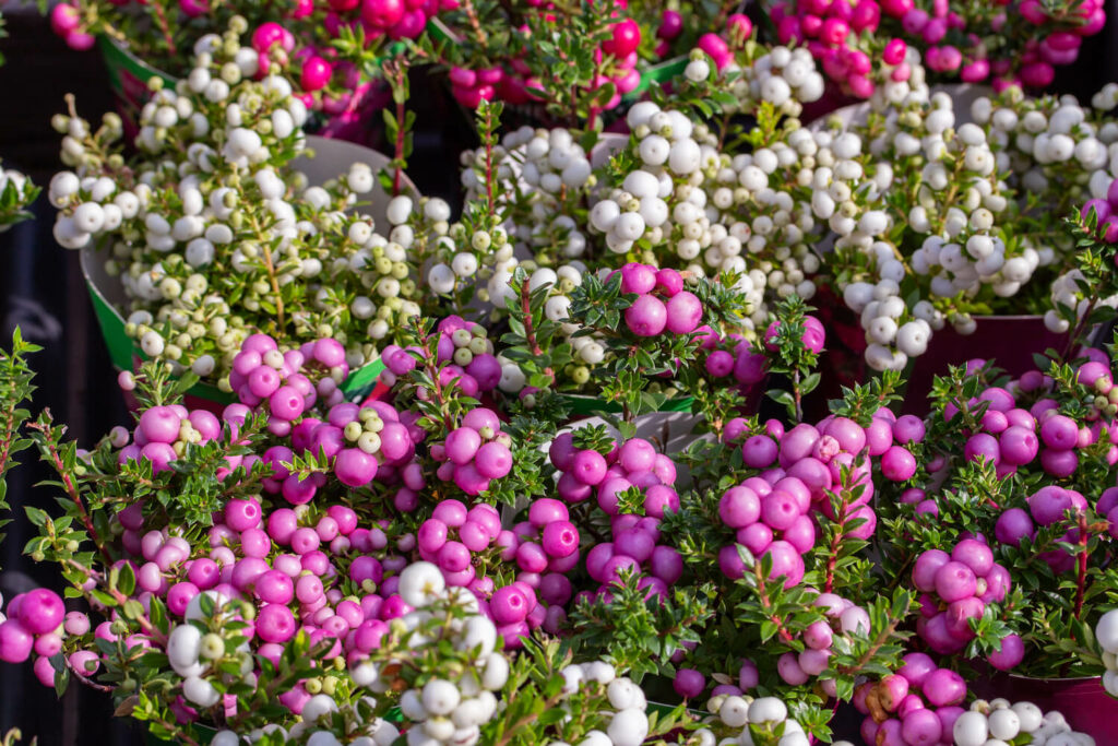 Torfmyrten mit weißen und violetten Beeren