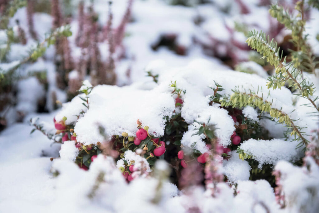 Torfmyrte im Winter