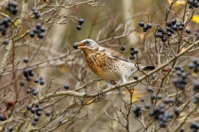 Pflanzen für Vögel: Die 10 Besten für Singvögel