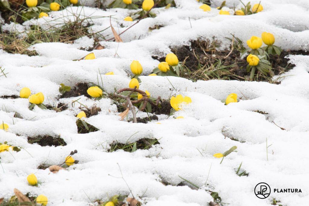 Winterlinge im Schnee