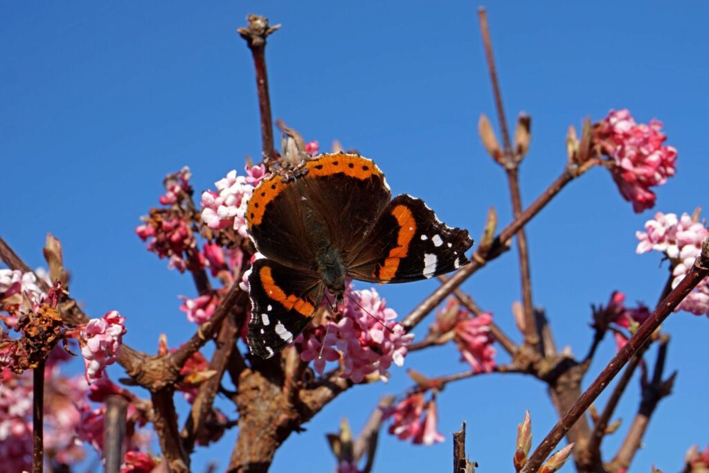 Schmetterling auf Winterschneeball-Blüte