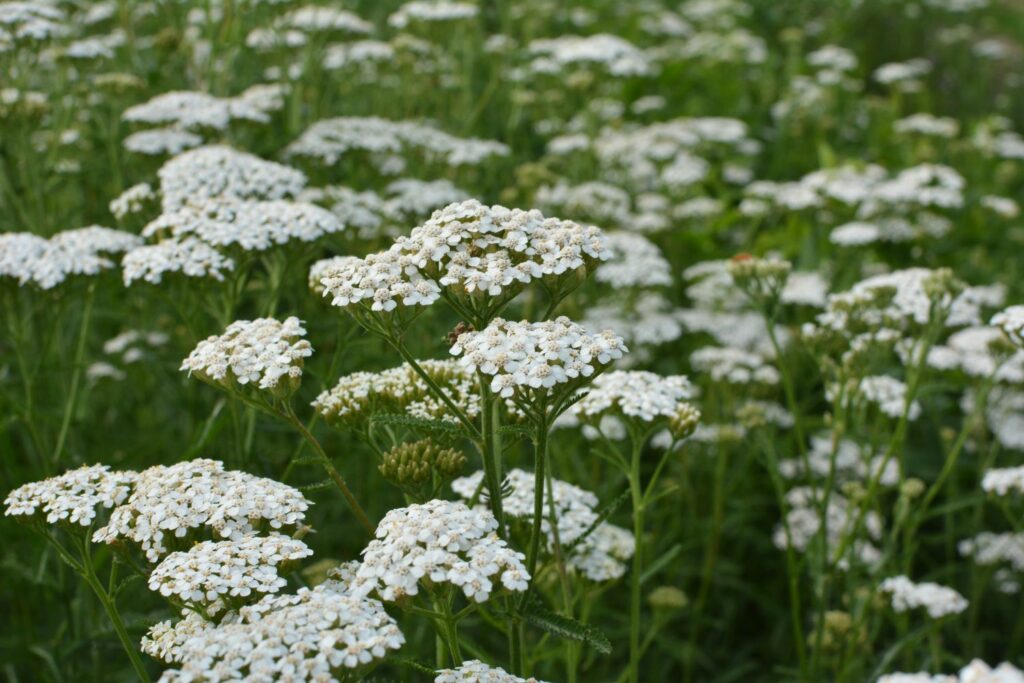 Wiesen-Schafgarbe
