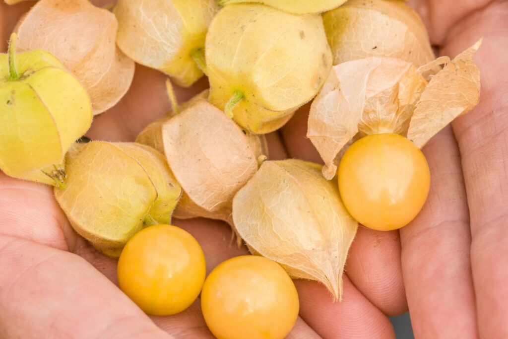 Reife Früchte der Ananaskirsche