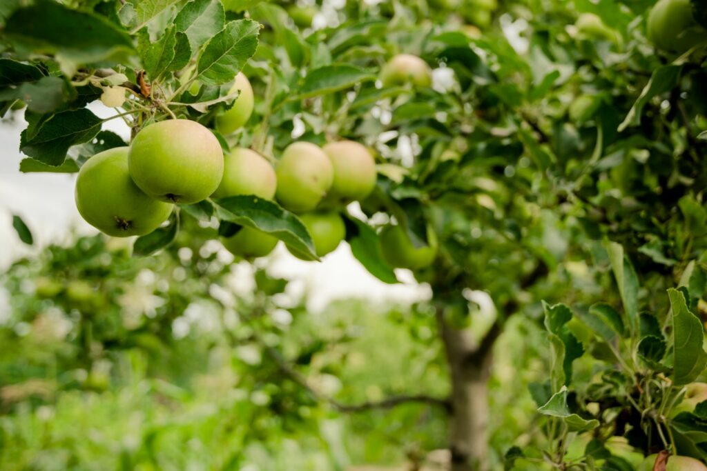 Grüne 'Borowinka'-Äpfel
