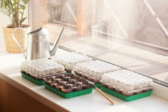 Welche Gemüseart wird am frühesten zur Vorkultur ausgesät?