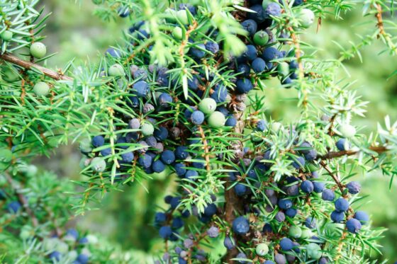 Gemeiner Wacholder: Standort, Schneiden & Giftigkeit von Juniperus communis