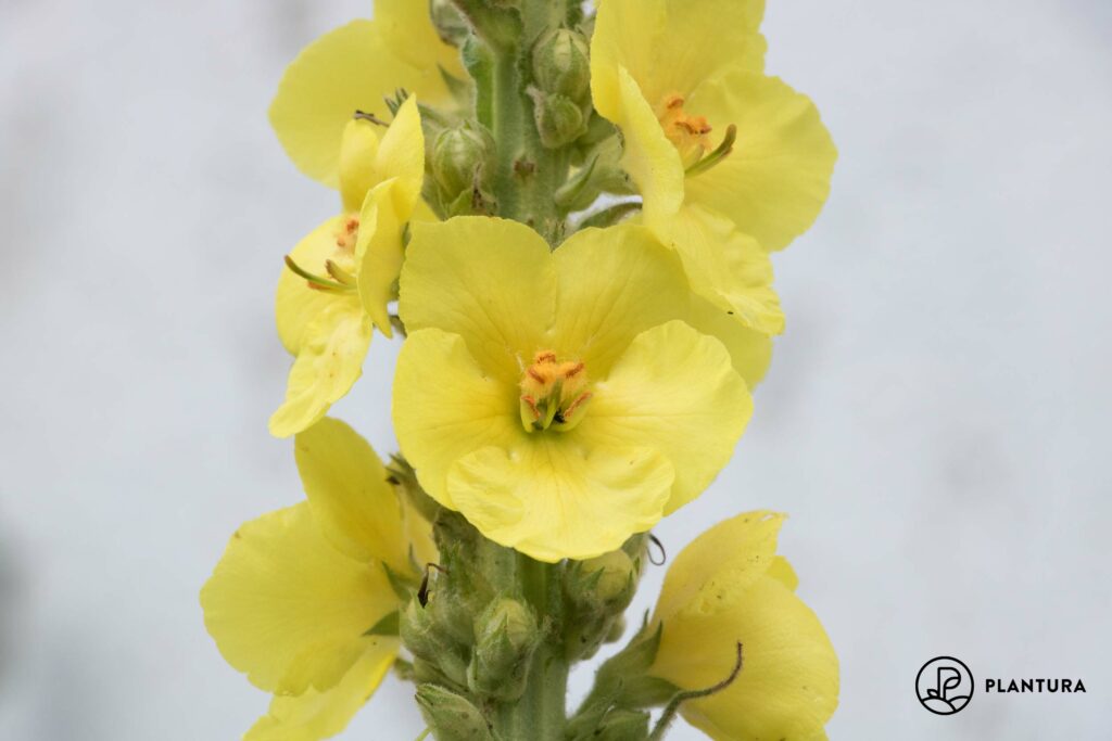 Königskerze-Blüten