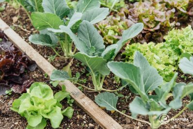 Kohlrabi pflanzen: Kohlrabi im eigenen Garten anbauen