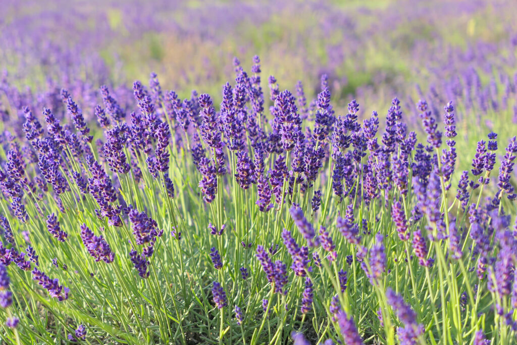 Lavendel-Strauch