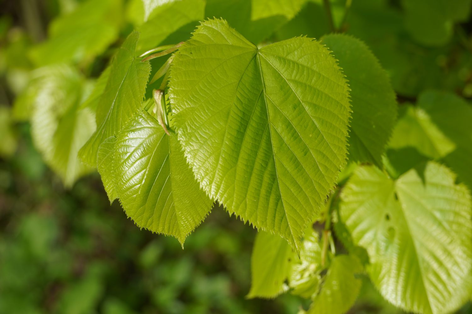 Wie Sieht Ein Lindenblatt Aus www.plantura.garden
