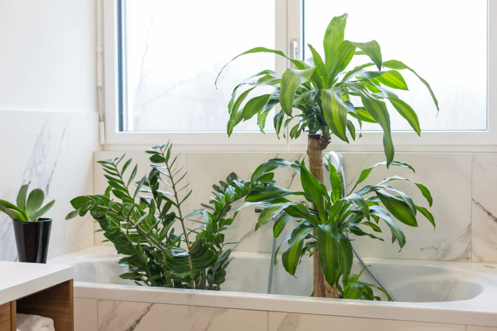 Zimmerpflanze in Badewanne