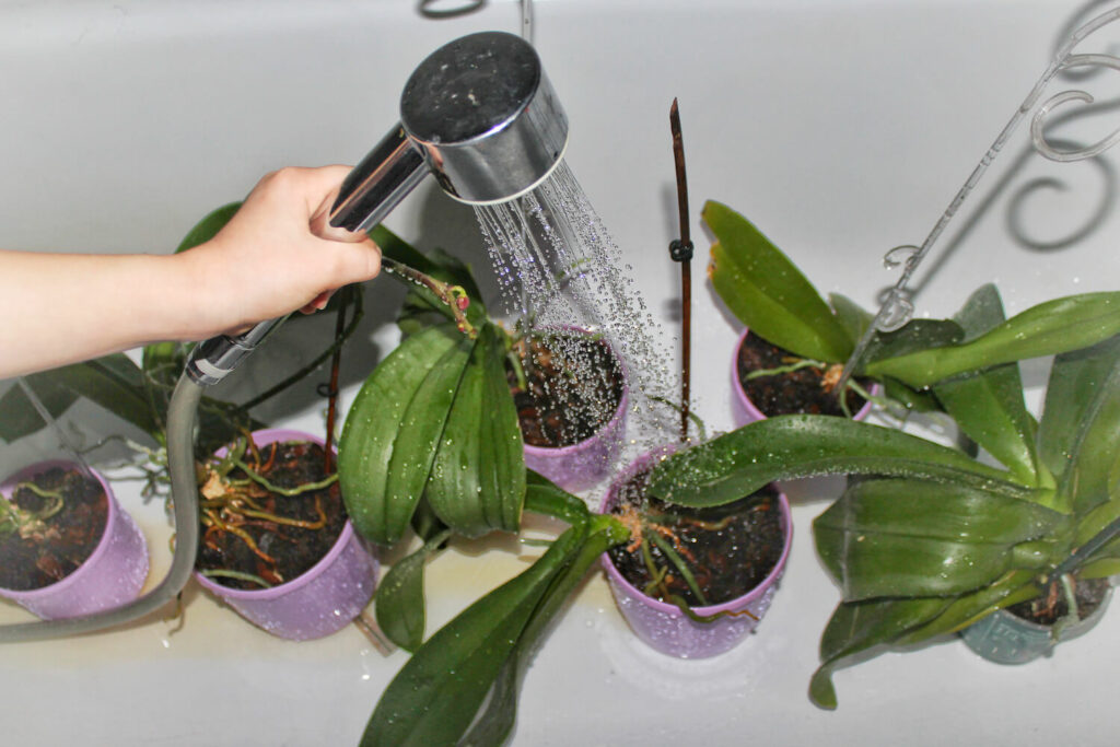 Wässerung von Zimmerpflanzen