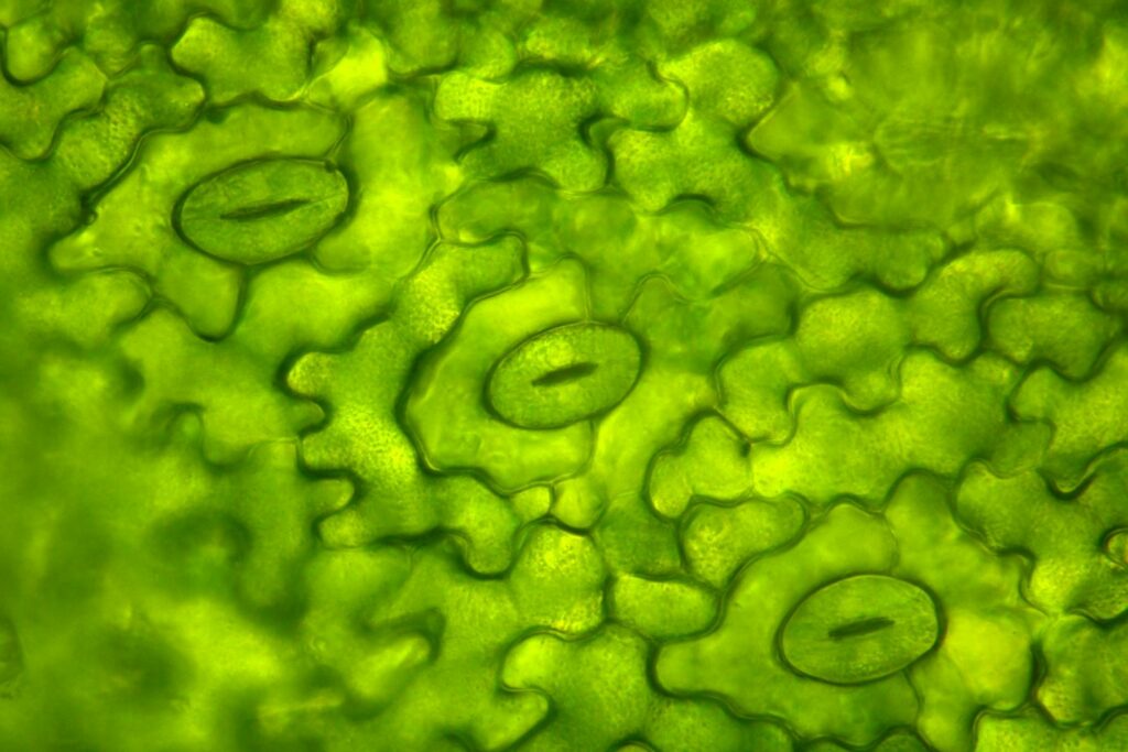 Stomata unter dem Mikroskop