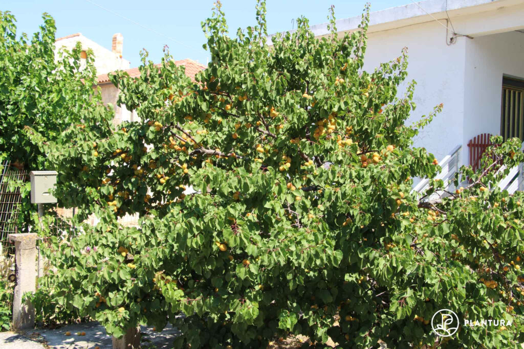 Aprikosenbaum im Garten