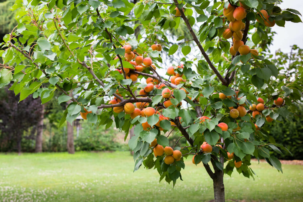 Aprikosenbaum mit Trichterkrone