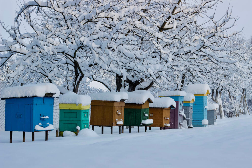Bienenstöcke mit Schnee