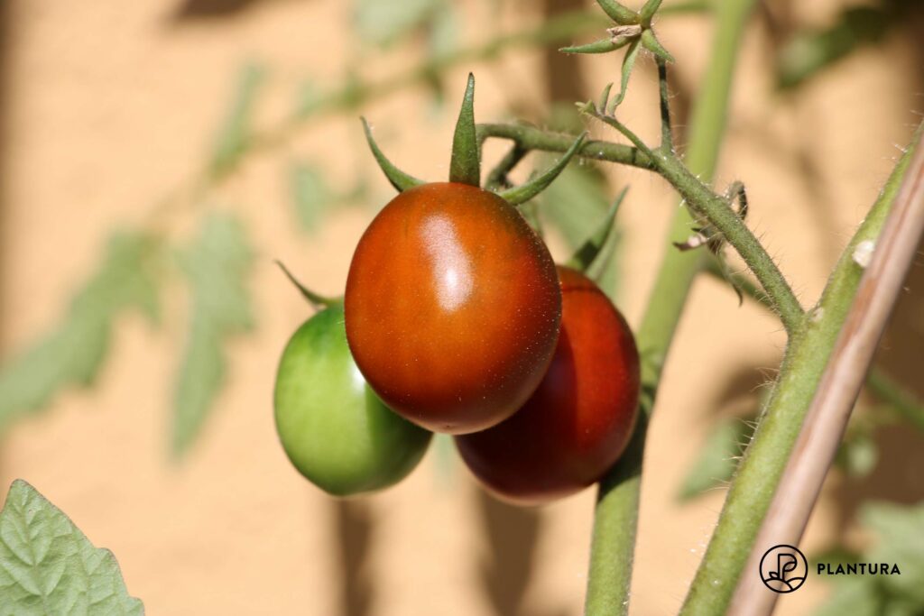 Eiertomaten der Sorte Black Plum