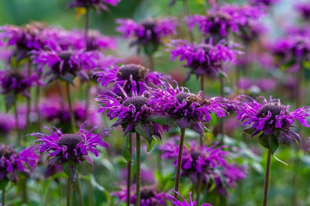 blauviolett blühender Blaustrumpf