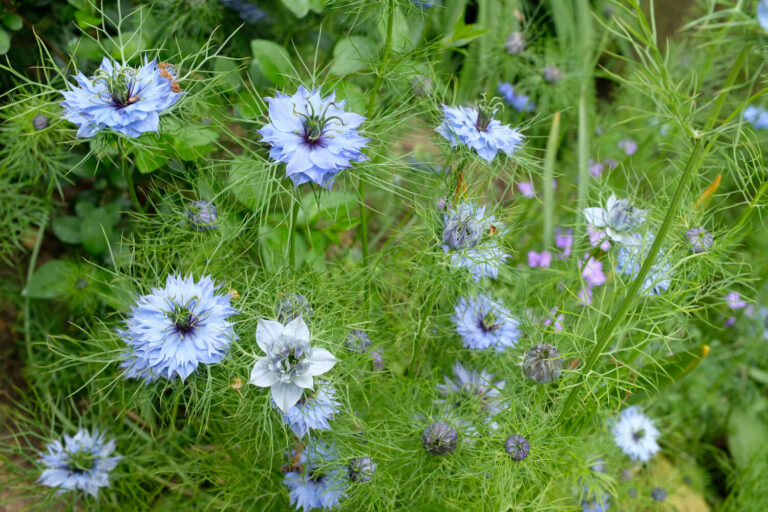 Jungfer Im Grnen Standort
