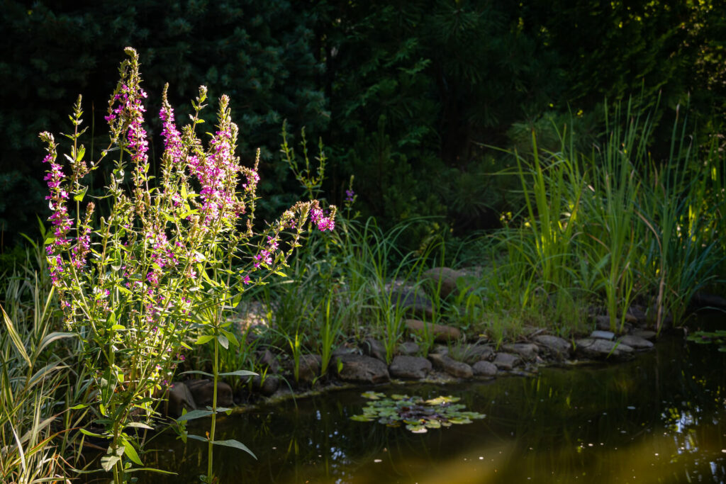 Blutweiderich am Teich
