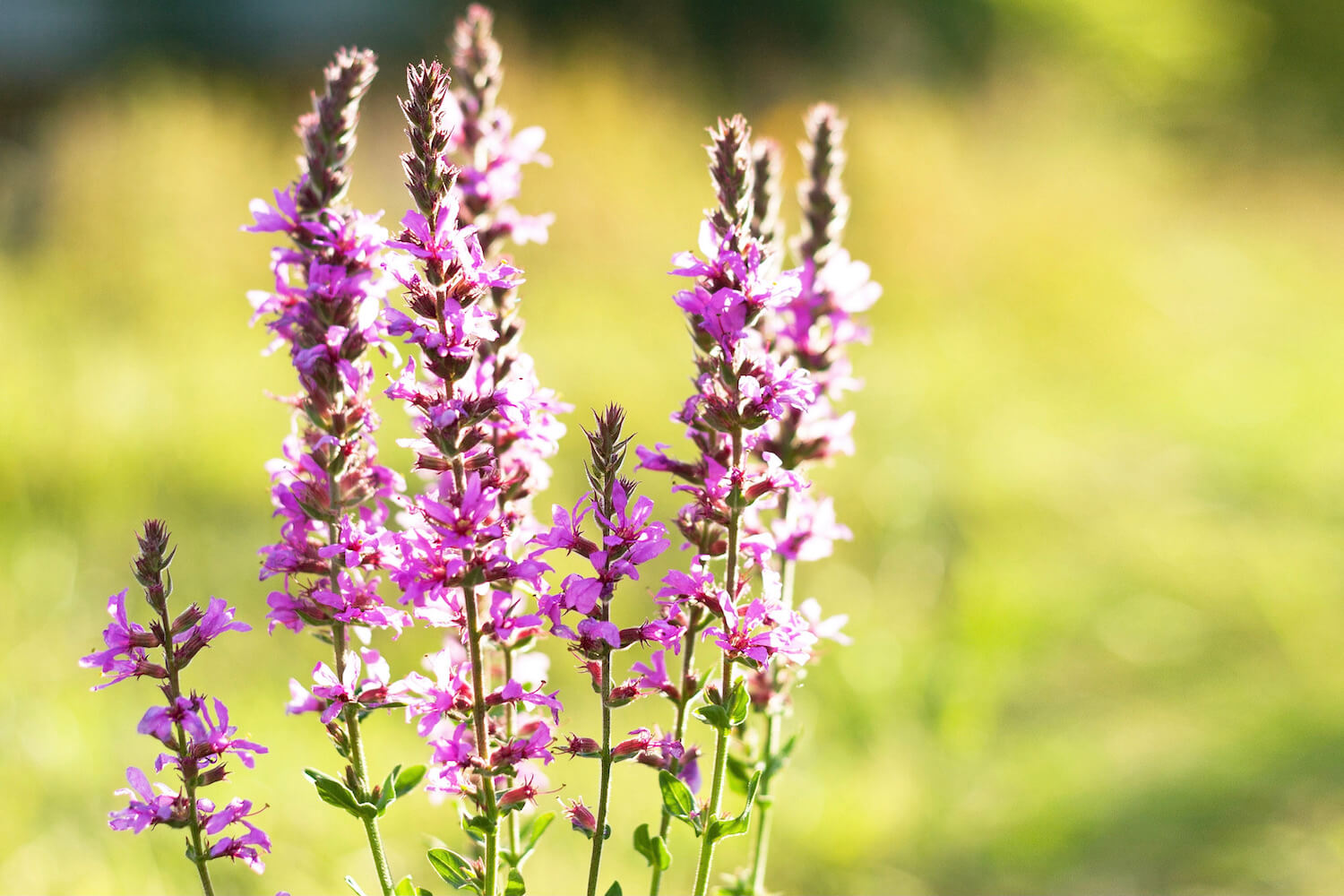 51+ Garten Blutweiderich, Der blutweiderich ist eine imposante und