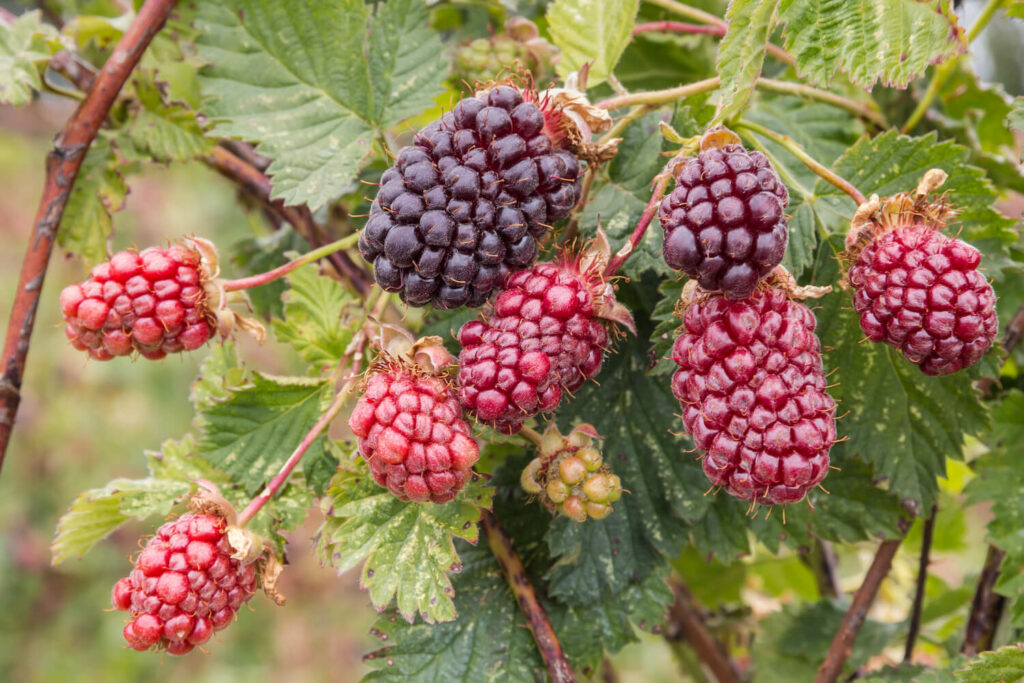 Rubus loganobaccus