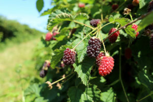 Boysenbeeren