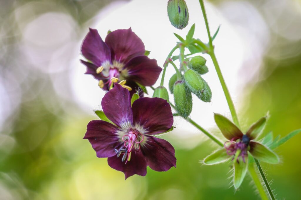 Geranium phaeum
