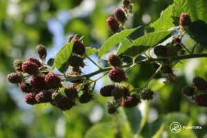 Brombeeren Tipps zum Pflanzen, Vermehren & Co. Plantura