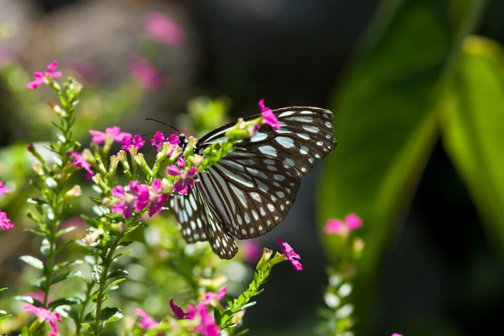 Cuphea mit Schmetterling